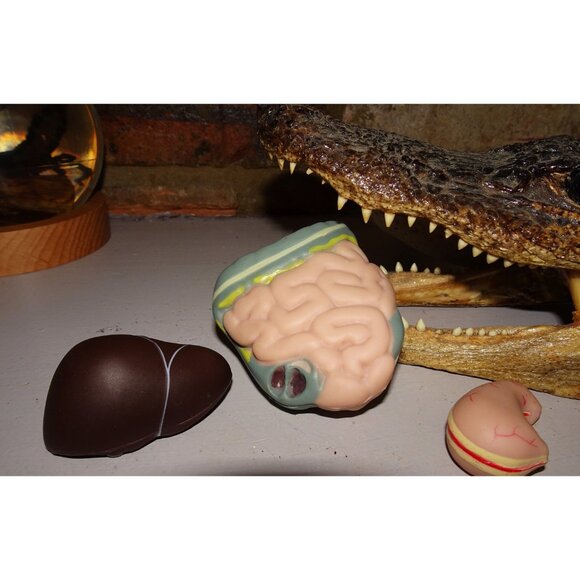 Vintage Plastic Human Organ Miniatures liver kidney intestines oddity curiosity - Picture 7 of 10